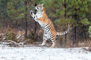 Fototapeta premium Winter Shadow: A Bengal Tiger on the Hunt