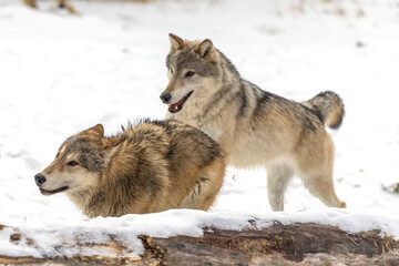 Obraz premium Winter Unity: Tundra Wolves Bound by Trust Before the Hunt