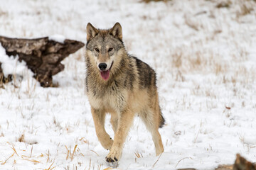 Naklejka premium Winter Unity: Tundra Wolves Bound by Trust Before the Hunt