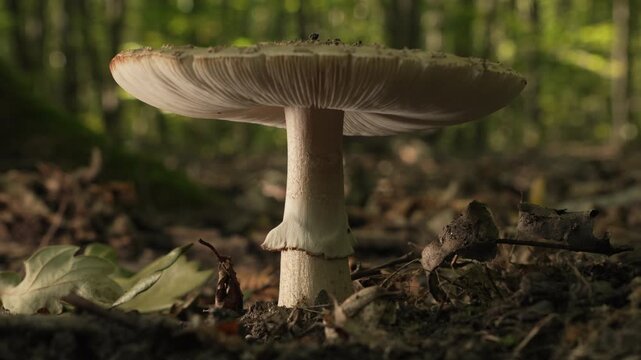 Parasol Mushroom Growing in Summer Forest Filmed with Low Slider Move