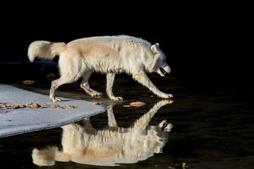 Winter Stalker: Arctic Wolf on the Hunt