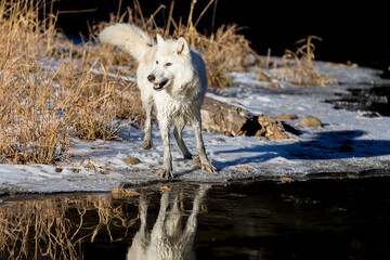 Winter Stalker: Arctic Wolf on the Hunt