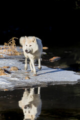 Winter Stalker: Arctic Wolf on the Hunt