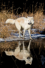 Winter Stalker: Arctic Wolf on the Hunt