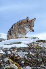 Fototapeta premium Silent Tracker: Coyote on the Hunt in Montana’s Winter Mountains