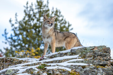 Silent Tracker: Coyote on the Hunt in Montana&rsquo;s Winter Mountains