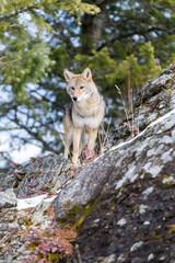 Silent Tracker: Coyote on the Hunt in Montana&rsquo;s Winter Mountains