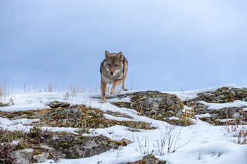 Silent Tracker: Coyote on the Hunt in Montana&rsquo;s Winter Mountains
