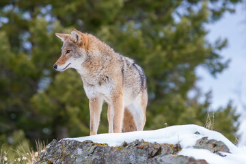 Silent Tracker: Coyote on the Hunt in Montana&rsquo;s Winter Mountains