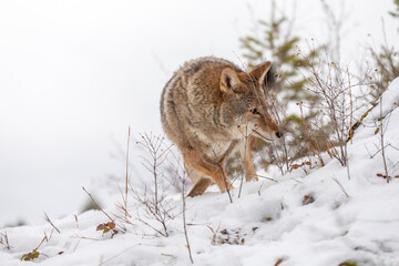 Silent Tracker: Coyote on the Hunt in Montana&rsquo;s Winter Mountains