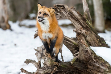 Winter Chase: Red Fox on the Hunt in Snowy Terrain
