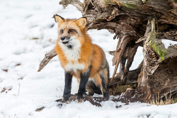Winter Chase: Red Fox on the Hunt in Snowy Terrain