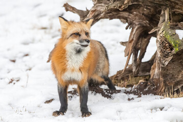 Winter Chase: Red Fox on the Hunt in Snowy Terrain