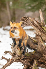 Winter Chase: Red Fox on the Hunt in Snowy Terrain