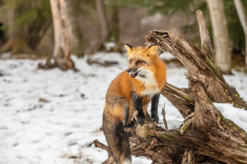 Winter Chase: Red Fox on the Hunt in Snowy Terrain