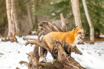 Winter Chase: Red Fox on the Hunt in Snowy Terrain