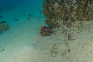 Obraz premium Octopus king of camouflage in the Red Sea, Eilat Israel 