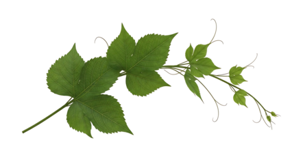 Green grapevine leaves isolated on a transparent background plant 1