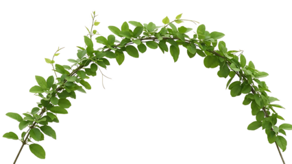 Green leafy branch arch isolated on a transparent background leaves foliage