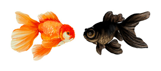 Goldfish swimming watercolor isolated cute pet lover Hand drawn illustration on transparent background 