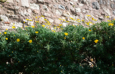 Blooming beautiful colorful natural flowers. pring meadow flower Nature background