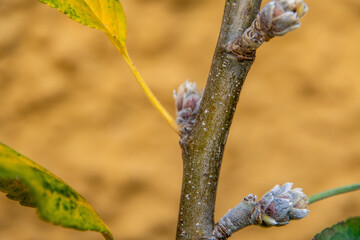 Malus domestica pertenece a la familia de Rosaceae.	