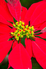 Euphorbia pulcherrima pertenece a la familia Euphorbiaceae.