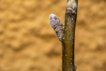 Malus domestica pertenece a la familia de Rosaceae.	