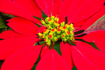 Euphorbia pulcherrima pertenece a la familia Euphorbiaceae.