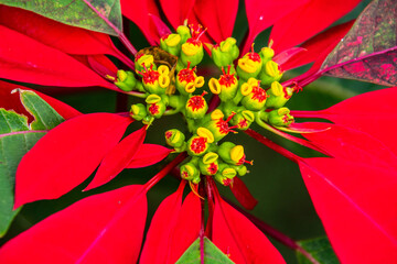 Euphorbia pulcherrima pertenece a la familia Euphorbiaceae.