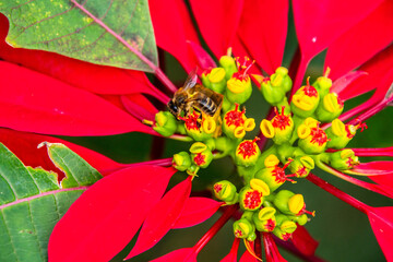 Euphorbia pulcherrima pertenece a la familia Euphorbiaceae.