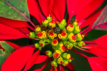 Euphorbia pulcherrima pertenece a la familia Euphorbiaceae.