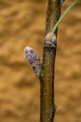 Malus domestica pertenece a la familia de Rosaceae.	