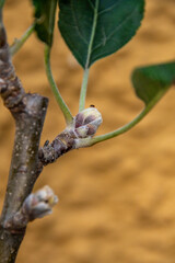 Malus domestica pertenece a la familia de Rosaceae.	