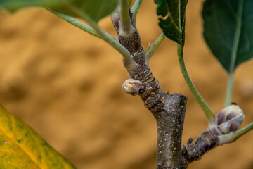 Malus domestica pertenece a la familia de Rosaceae.	