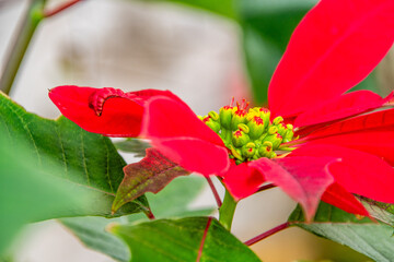 Euphorbia pulcherrima pertenece a la familia Euphorbiaceae.