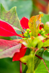 Euphorbia pulcherrima pertenece a la familia Euphorbiaceae.