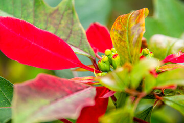 Euphorbia pulcherrima pertenece a la familia Euphorbiaceae.