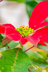 Euphorbia pulcherrima pertenece a la familia Euphorbiaceae.