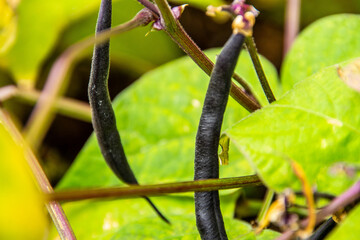 Phaseolus vulgaris pertenece a la familia Fabaceae.