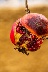 Punica granatum pertenece a la familia Lythraceae.