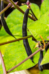 Phaseolus vulgaris pertenece a la familia Fabaceae.