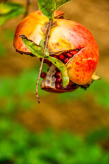 Punica granatum pertenece a la familia Lythraceae.