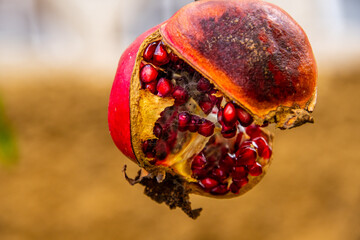 Punica granatum pertenece a la familia Lythraceae.