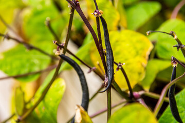 Phaseolus vulgaris pertenece a la familia Fabaceae.
