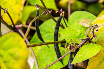 Phaseolus vulgaris pertenece a la familia Fabaceae.