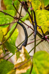Phaseolus vulgaris pertenece a la familia Fabaceae.