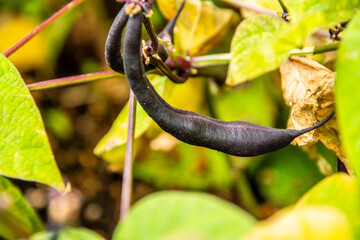 Phaseolus vulgaris pertenece a la familia Fabaceae.
