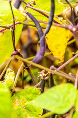 Phaseolus vulgaris pertenece a la familia Fabaceae.