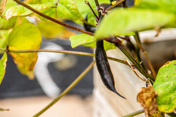 Phaseolus vulgaris pertenece a la familia Fabaceae.